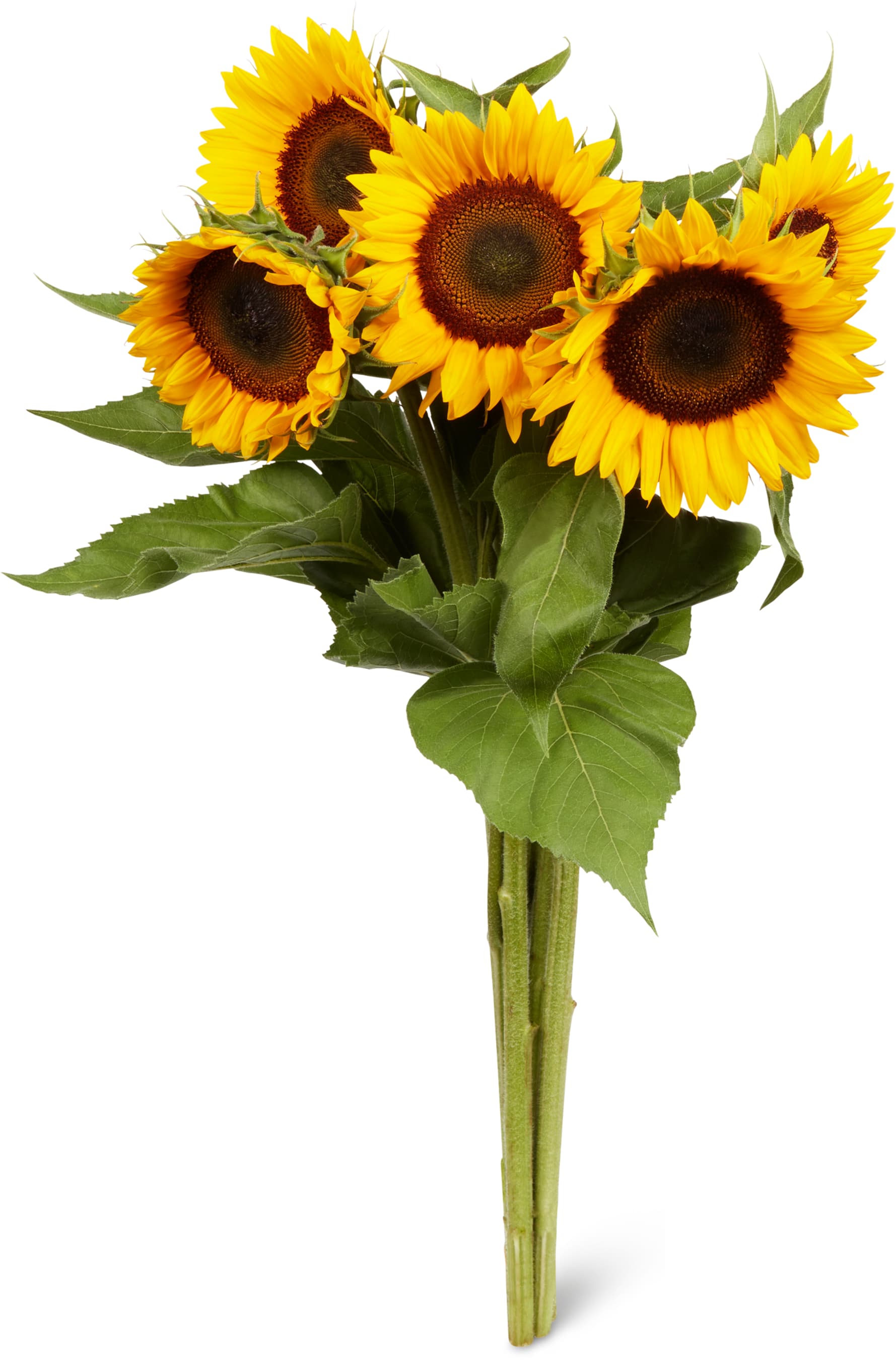 Girasoli